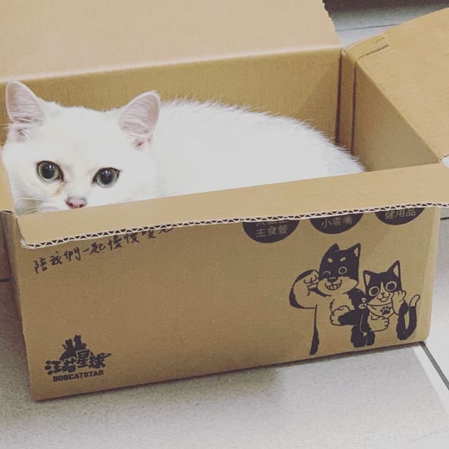 英短樓 寵物板 Dcard