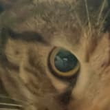 coco_33