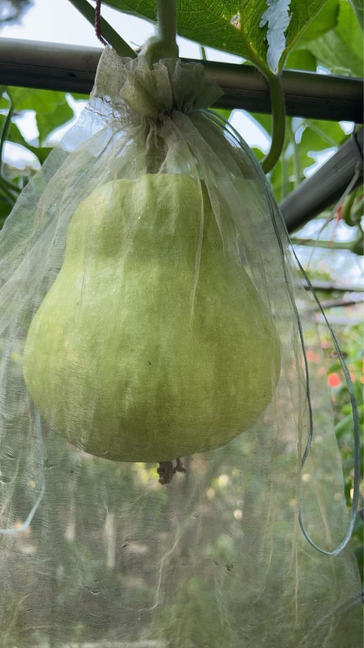 #請益 #請益 這是南瓜還是匏瓜? - 植物板 | Dcard