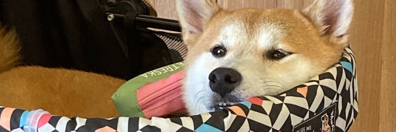 柏迪迪