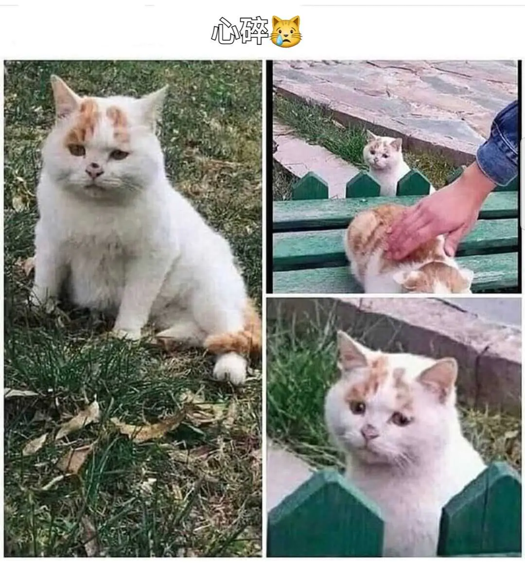 #譯 明明是我先來的😿 - 梗圖板 | Dcard