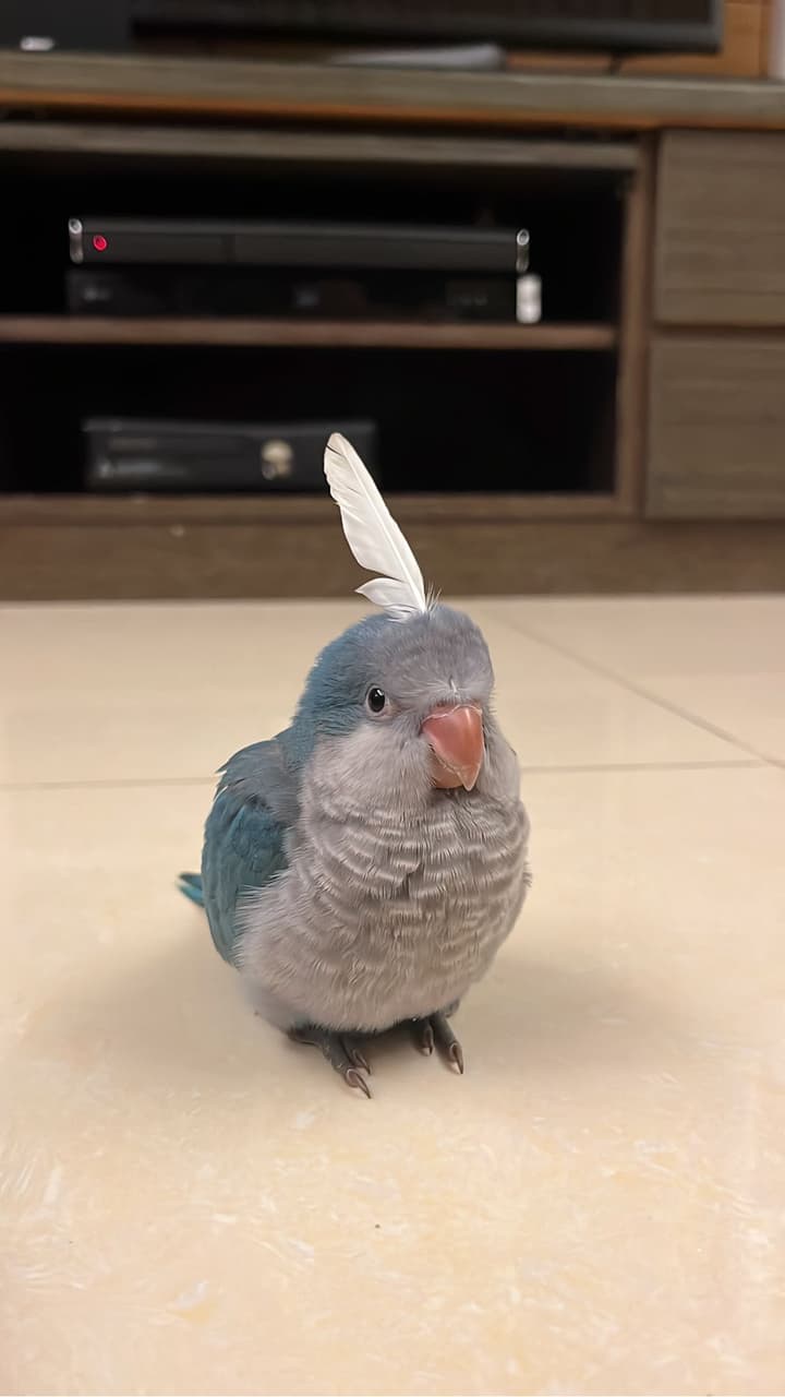 megapx