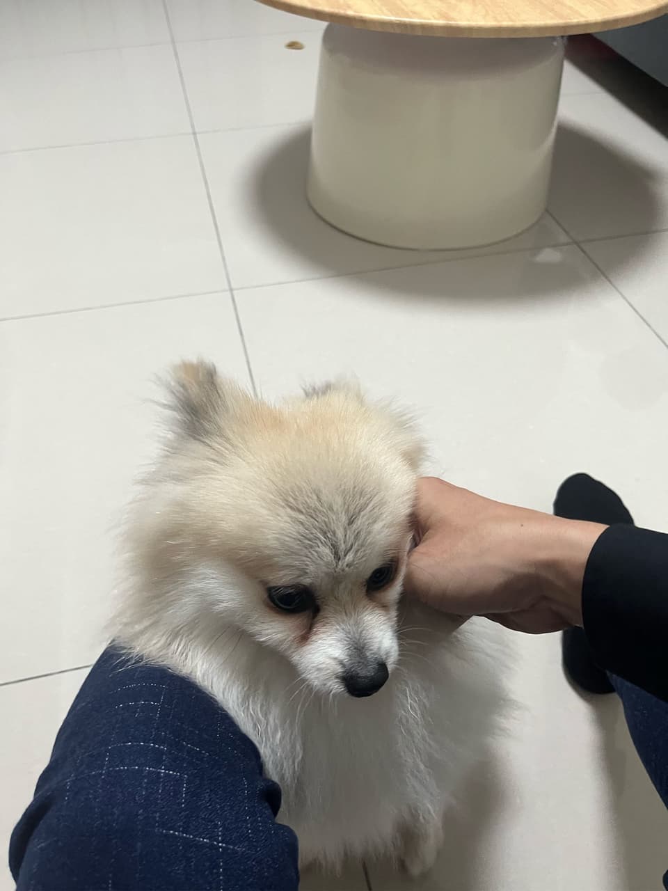 客戶家瘋狂舔的狗勾 - 曬狗板 | Dcard