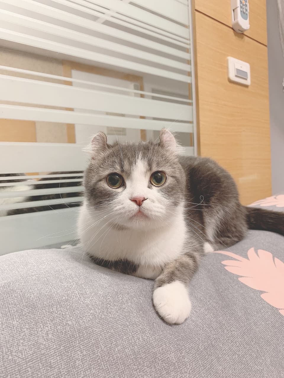 這是⋯厚道星球嗎？？ - 寵物板| Dcard