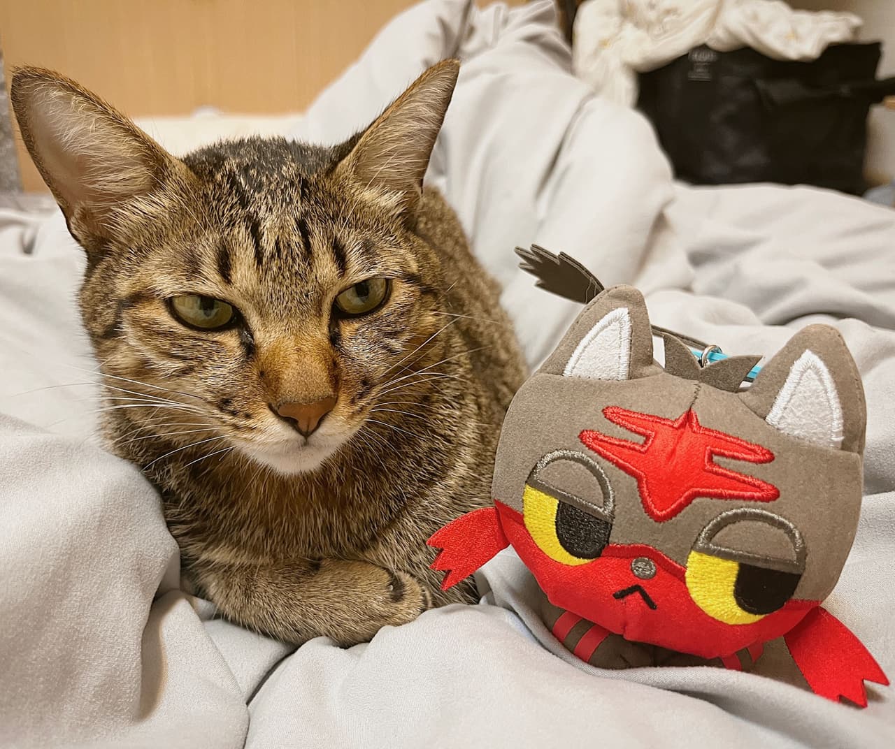 #分享 pokemon time火斑喵 - 寶可夢板 | Dcard