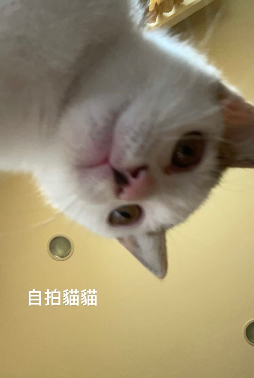 這是⋯厚道星球嗎？？ - 寵物板| Dcard