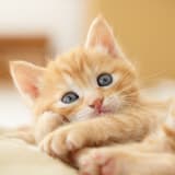 silver_cat_qwq