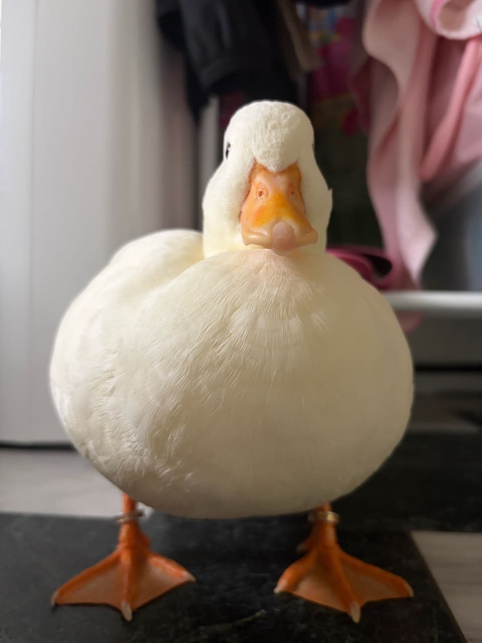 megapx