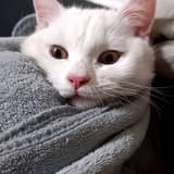 catstep