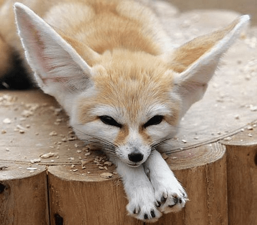 【動物方城市篇】耳廓狐是如何征服沙漠的 - 有趣板 | Dcard