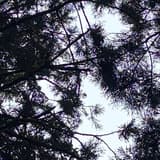 小毛毛蟲
