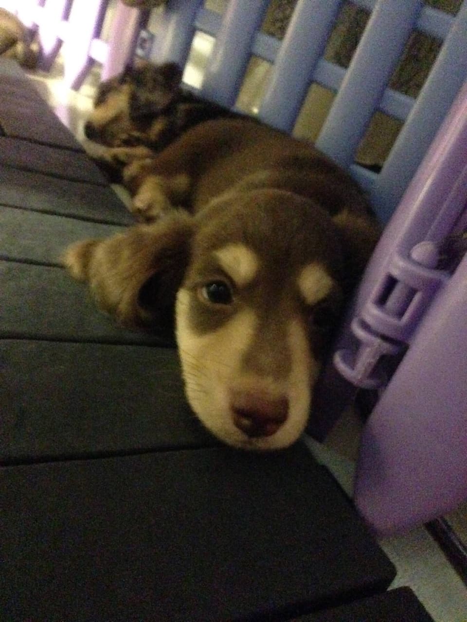 megapx
