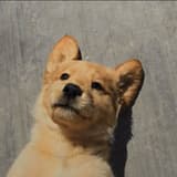 cutewave