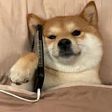 不要愛我，愛我沒結果