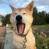 請支援輸贏