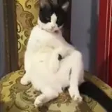 badcat_0426