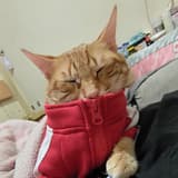 蛋糕在空中