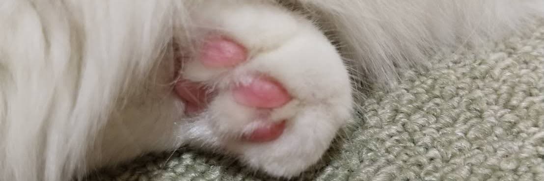藍啵