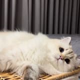 柒仔的奴才ต ⁺₊