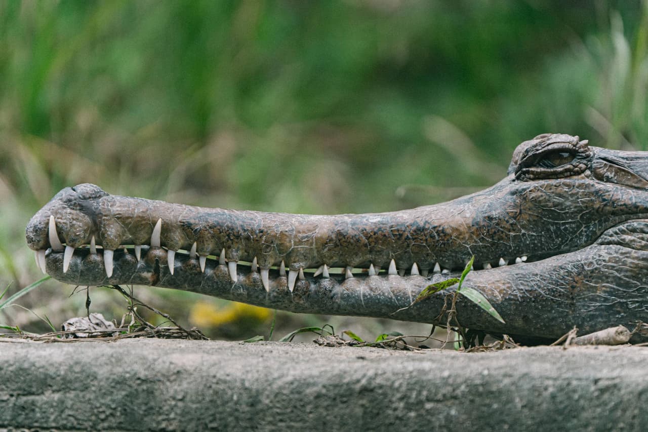 #閒聊 TAMRON 50-400mm 動物園試拍 - 攝影板 | Dcard