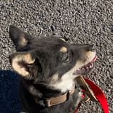 犇
