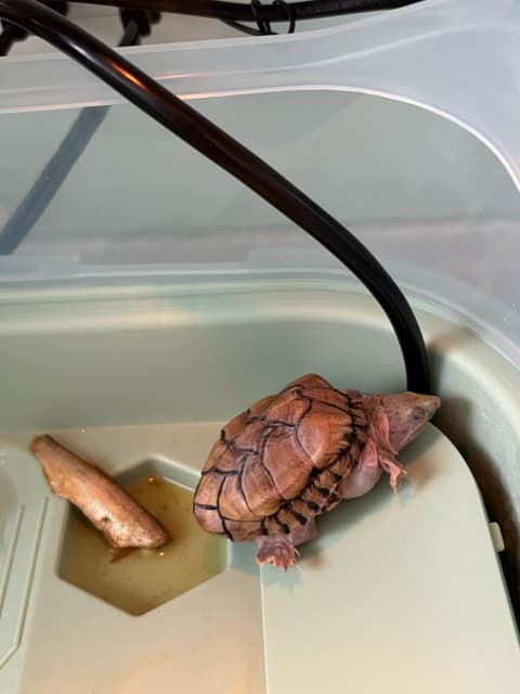 屋頂龜怎麼了？ - 水族板| Dcard