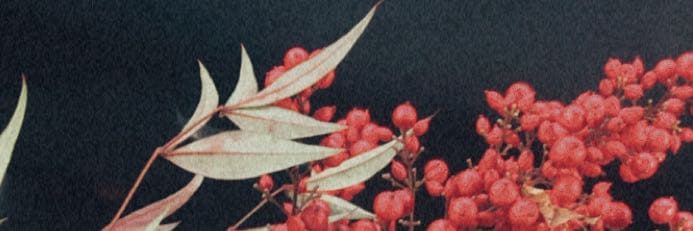 吉爾森
