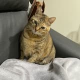 alicia_meow