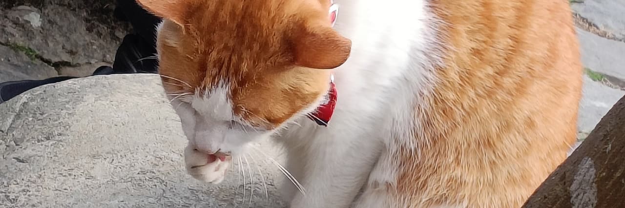 Kimi