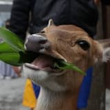 鹿酊記