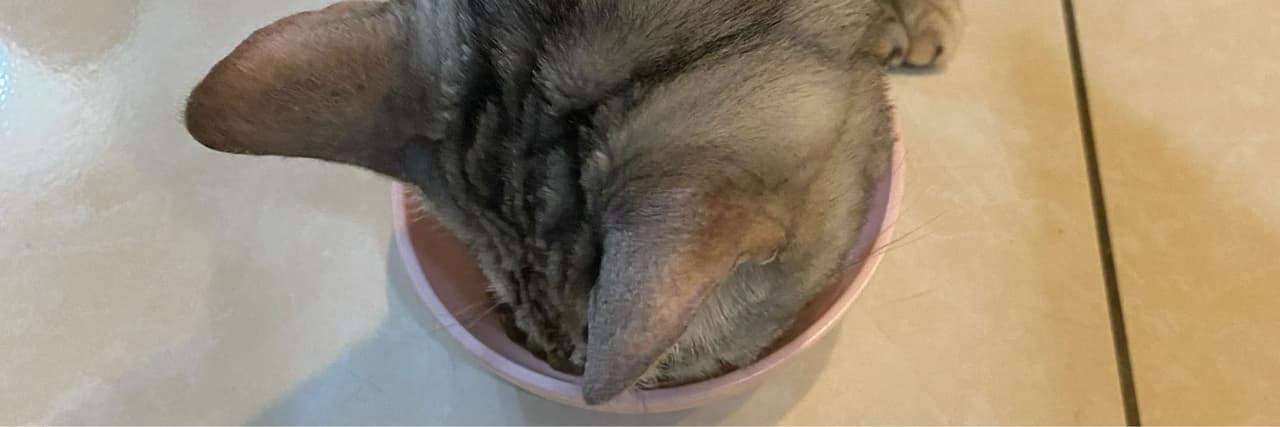 兩隻貓