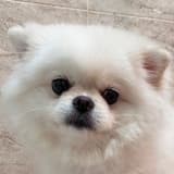 小姐姐