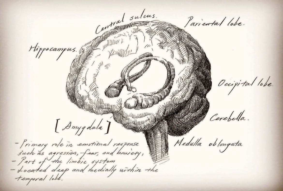 [Amygdala anatomy | 杏仁核解剖學] - Escarectomy (@phlebitis) | Dcard