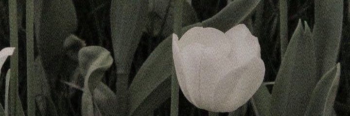 奶茶大亨