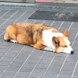 雪碧