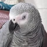 clararose