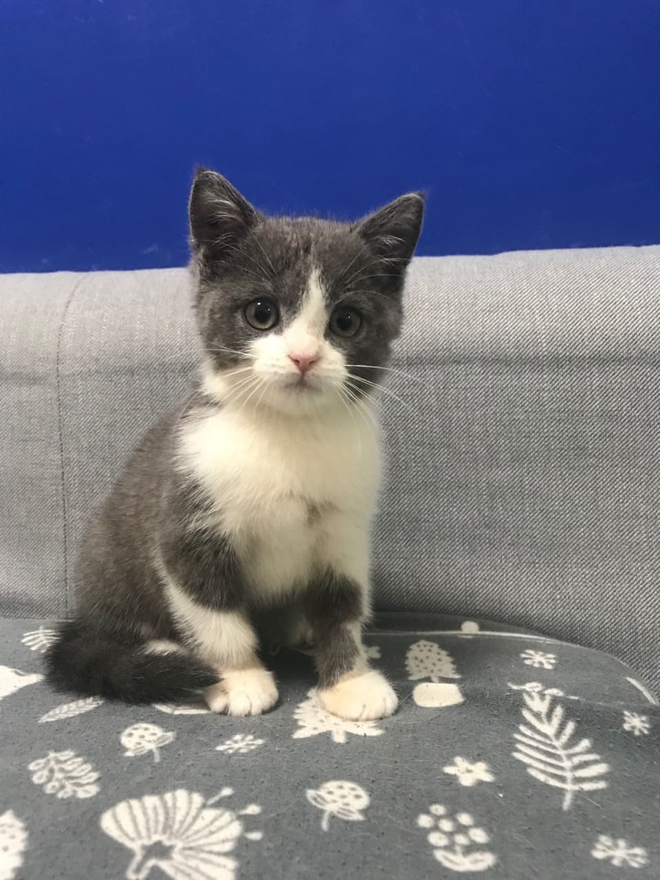 英短樓 寵物板 Dcard