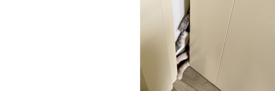 雷龍慢步
