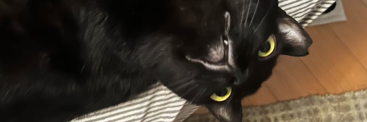 愛の百飽箱