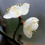 gn00739565