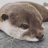 獺先生