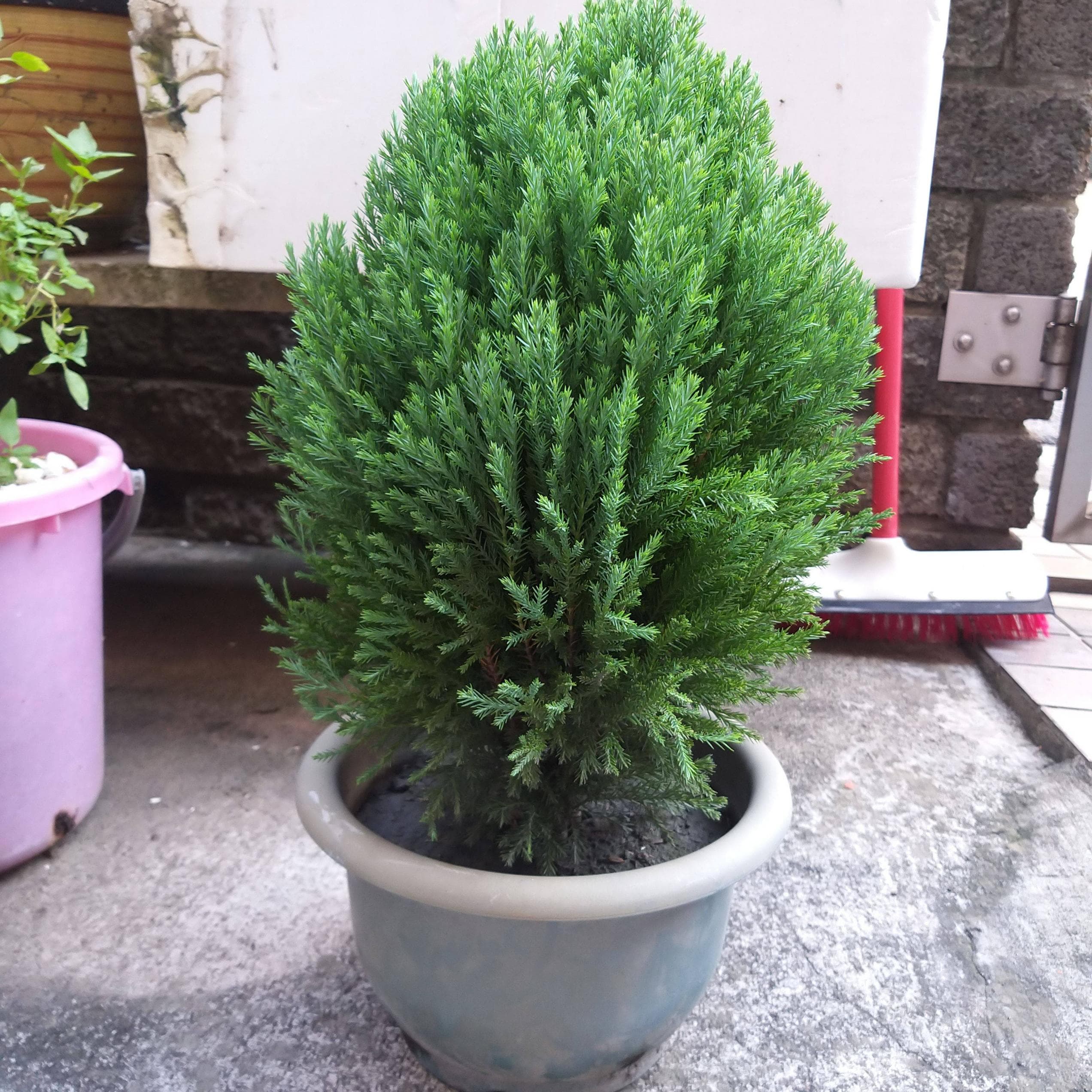 #請益 翠柏該怎麼照顧 - 植物板 | Dcard