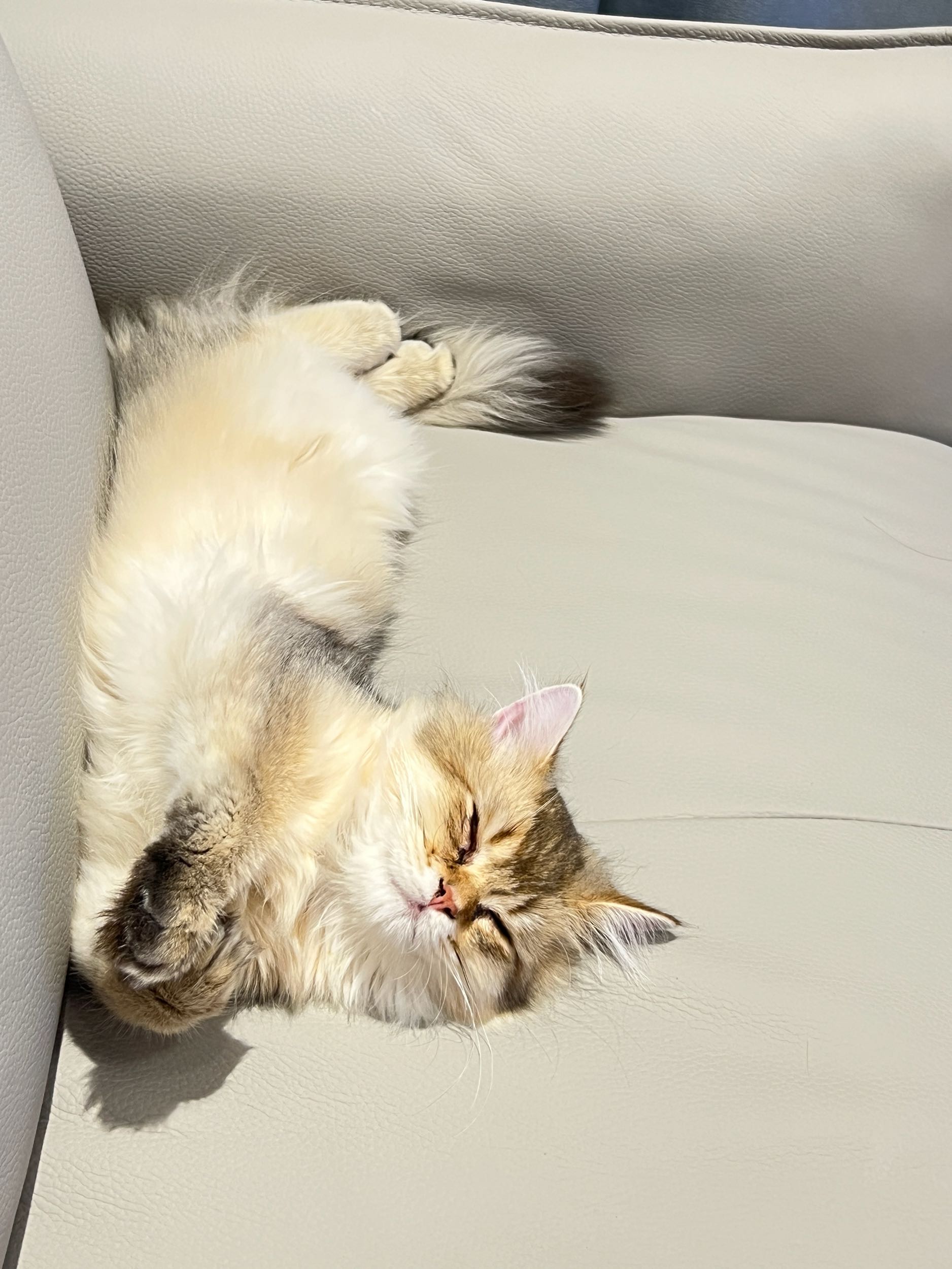 在貓咪送養文下留言的噁心說教男- 寵物板| Dcard