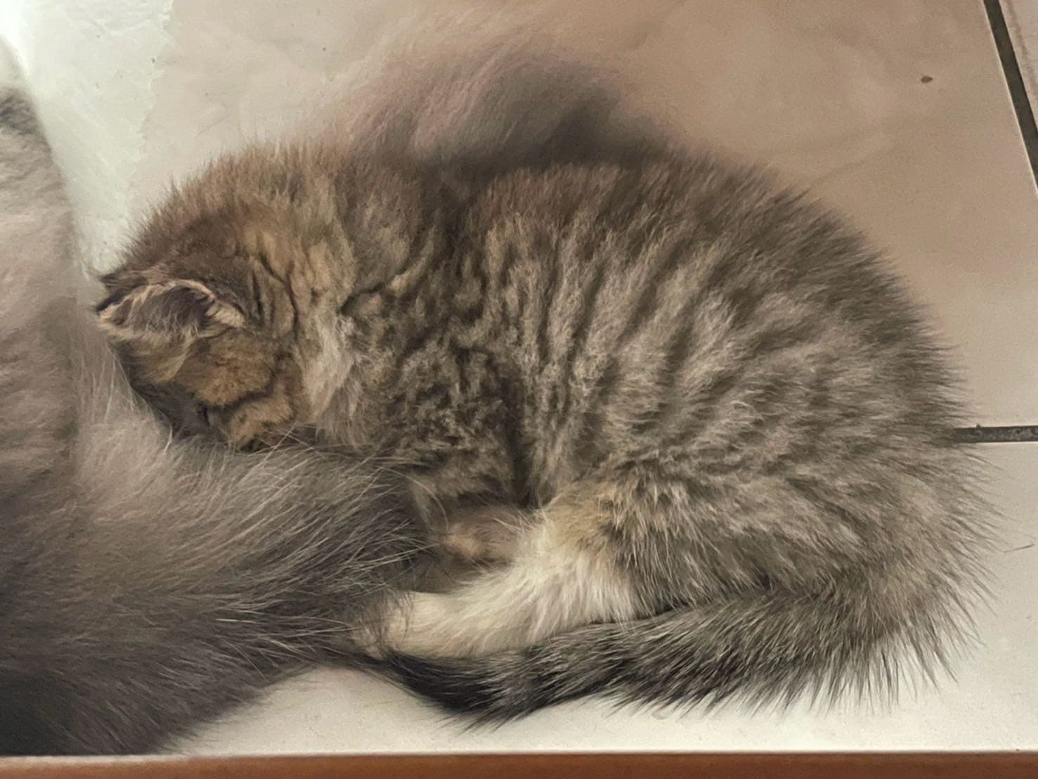 #招租 #基隆 #求租 基隆！七堵～ - Image 1