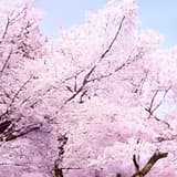 靜心君