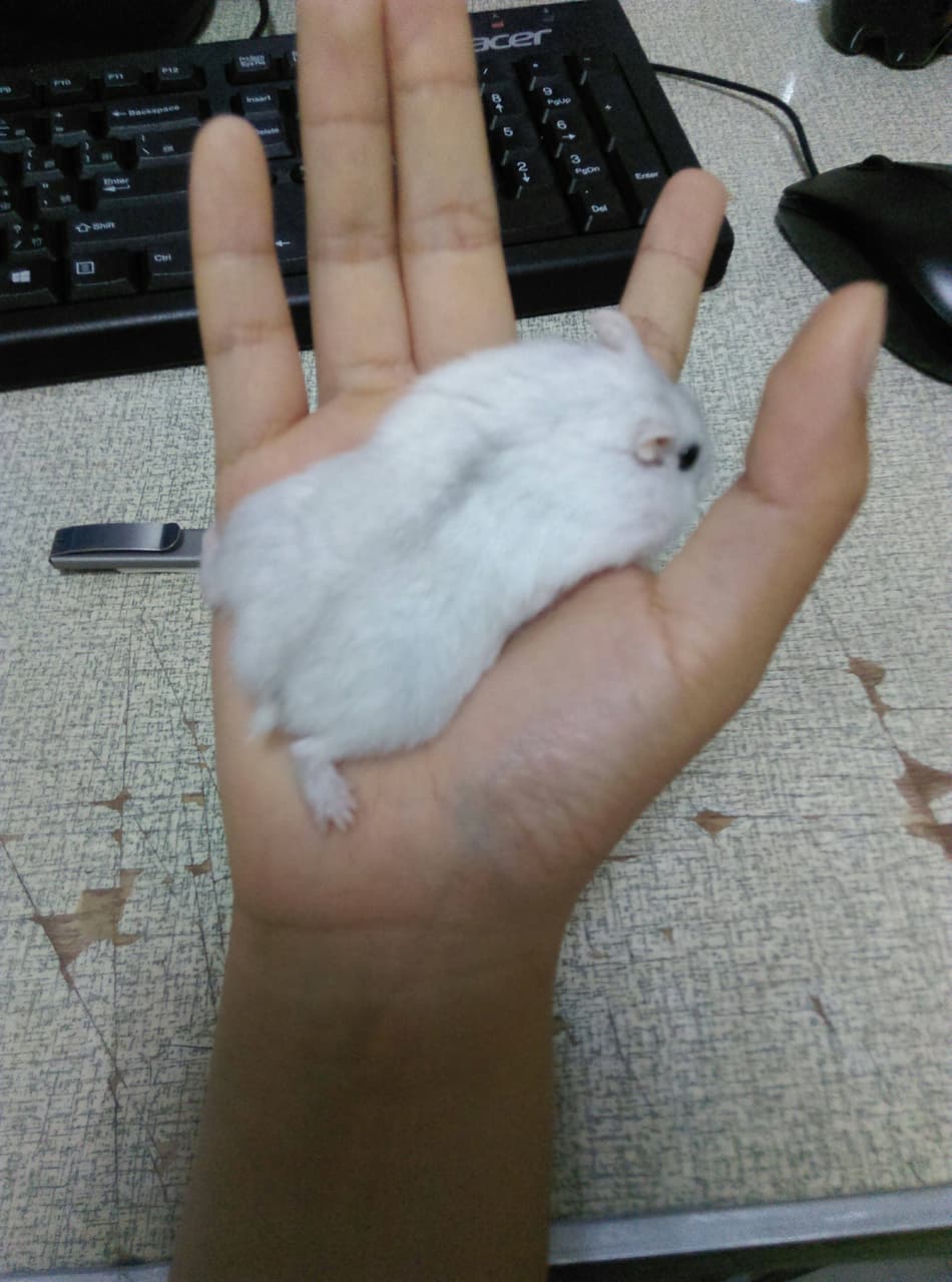 megapx