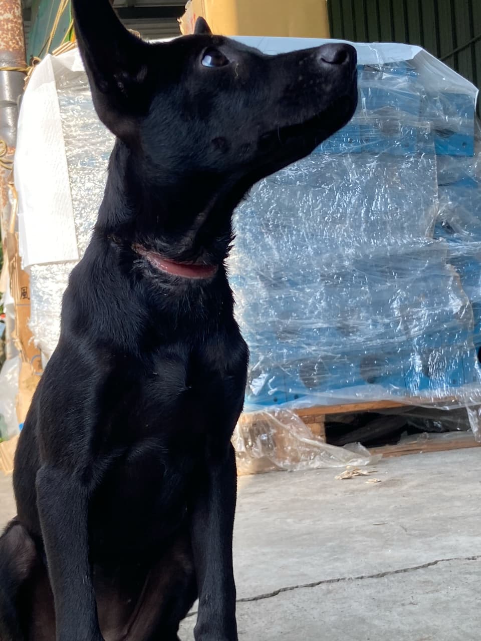 急！發現浪浪脖子被套橡皮筋- 寵物板| Dcard