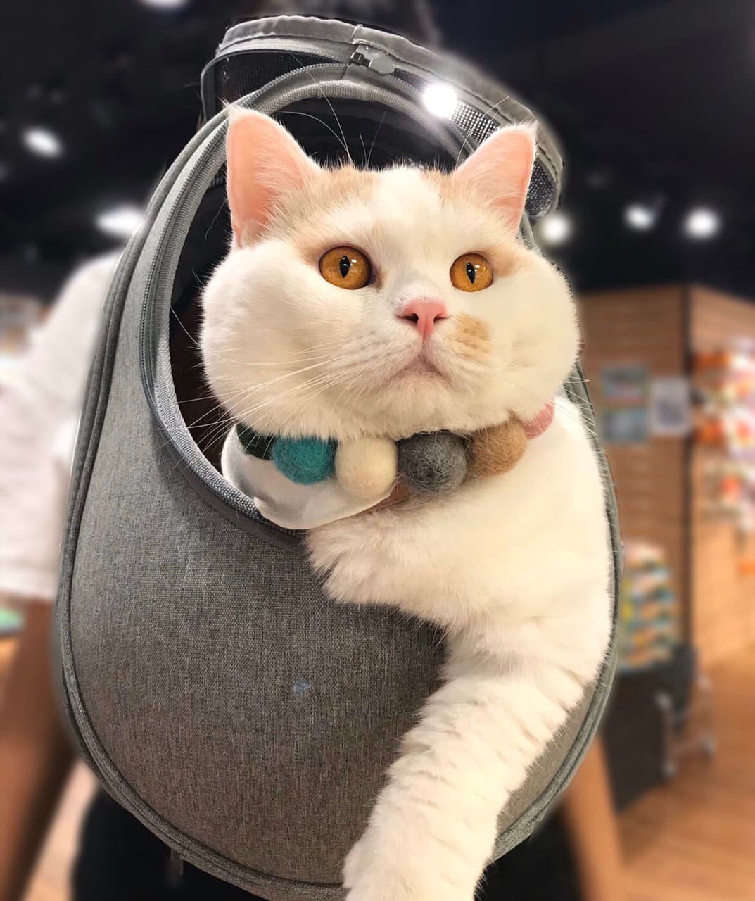 英短樓 寵物板 Dcard