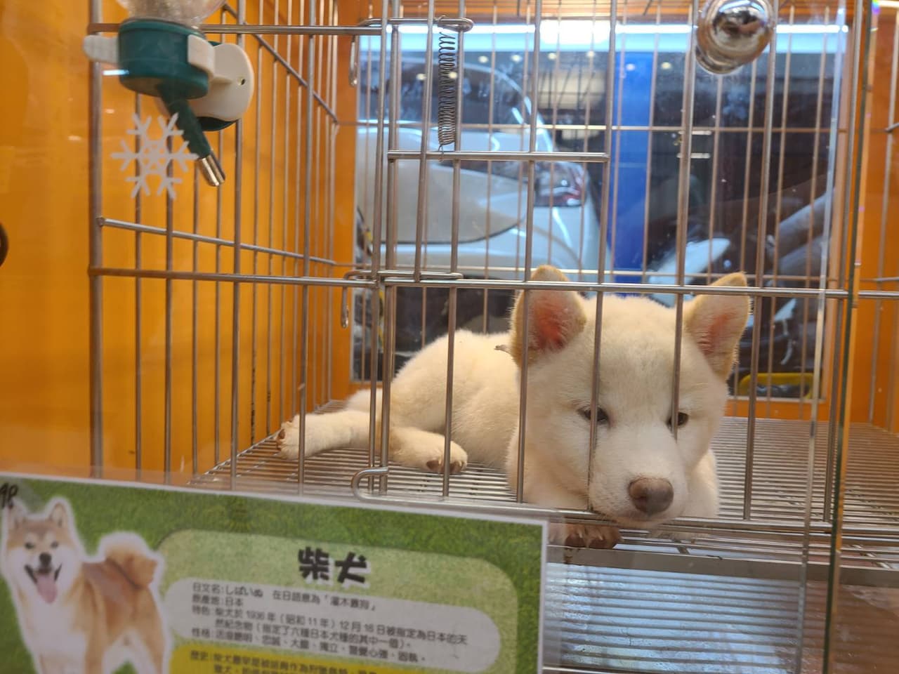 柴犬幼犬價格- 寵物板| Dcard