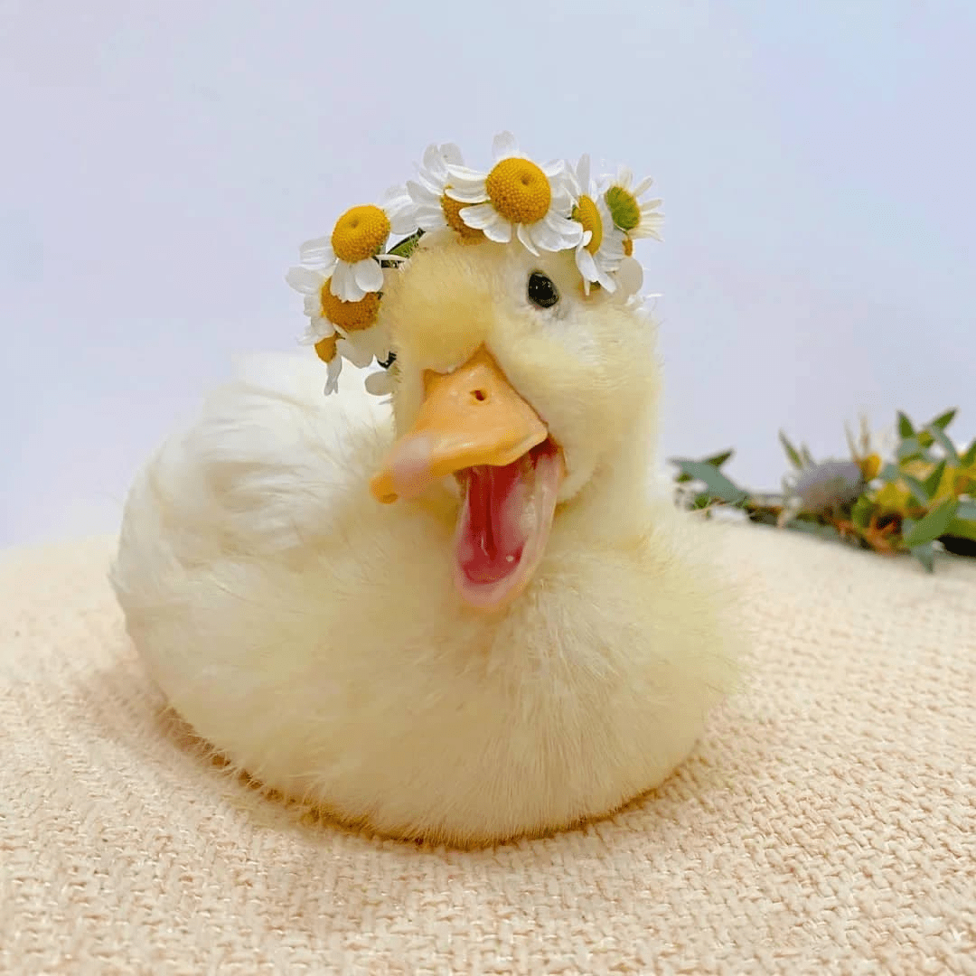 鴨鴨幫參戰!!🦆 - 閒聊板 | Dcard